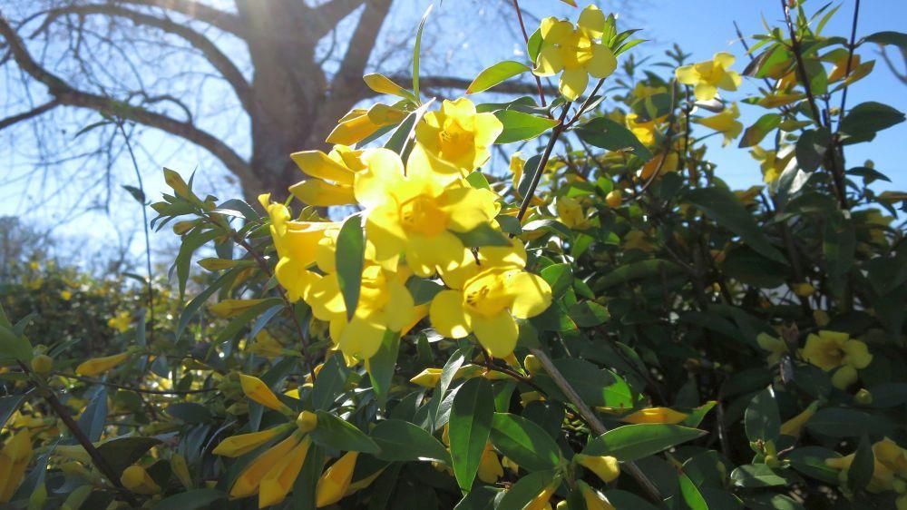 Yellow jessamine blossoms.