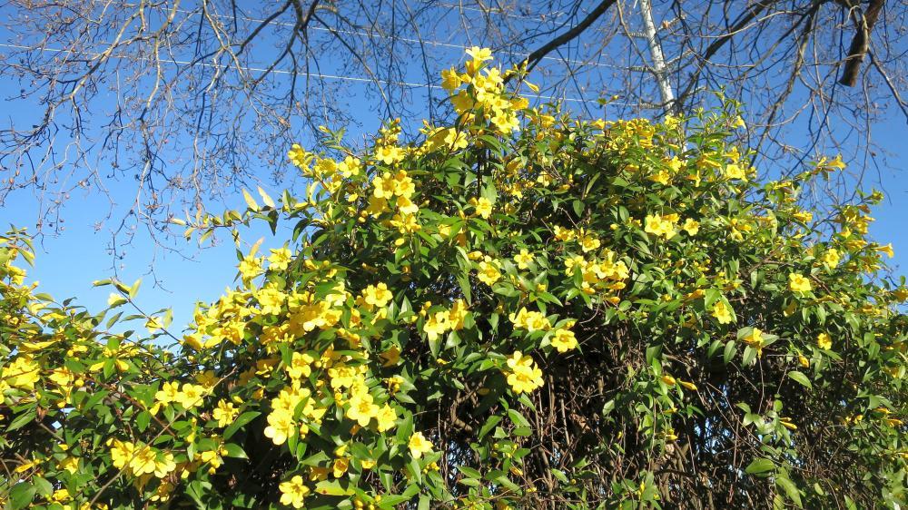 Yellow jessamine blossoms.