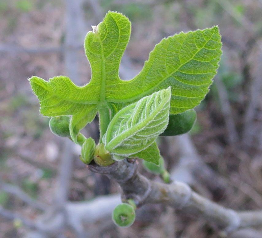 little fig leaves 2017a Young fig leaves and figs growing, Feb 2017.